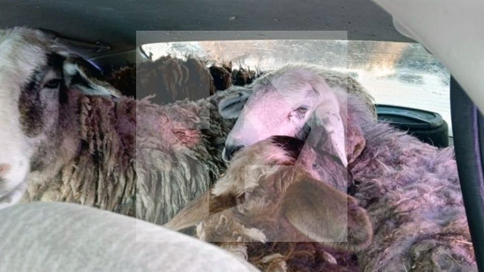 Фото: РЕН ТВ 