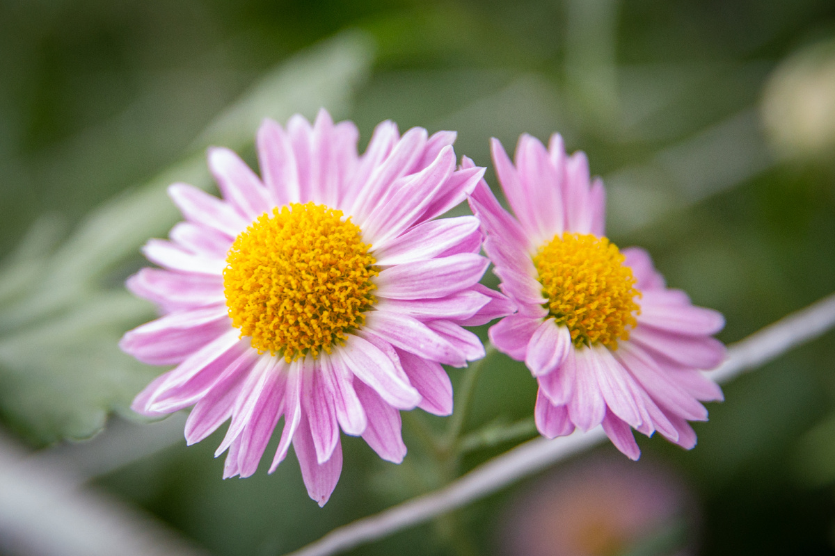 Хризантема Anastsaia White. Фото: ГМЗ «Царское Село», Святослав Новиков