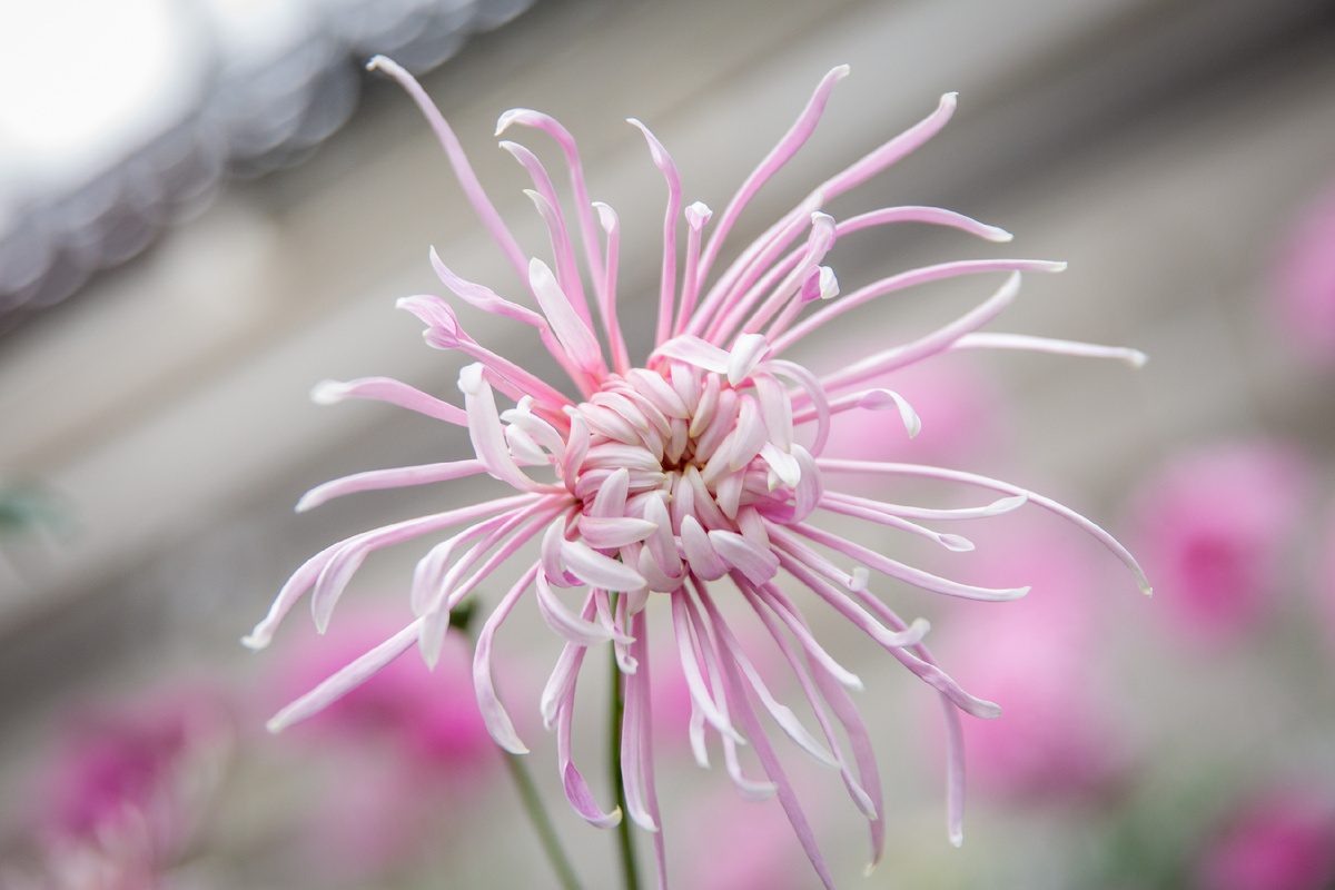 Хризантема Бегущая по волнам. Фото: ГМЗ «Царское Село», Святослав Новиков
