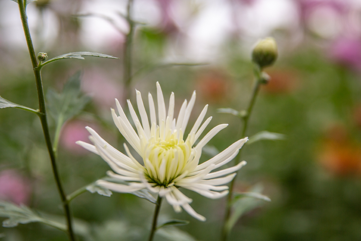 Хризантема Белая чайка. Фото: ГМЗ «Царское Село», Святослав Новиков
