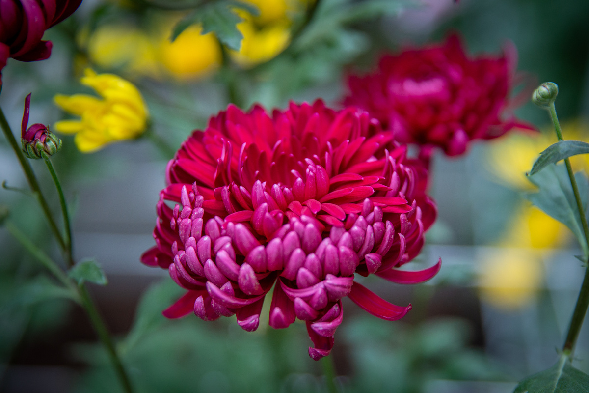 Хризантема Василий Лановой. Фото: ГМЗ «Царское Село», Святослав Новиков