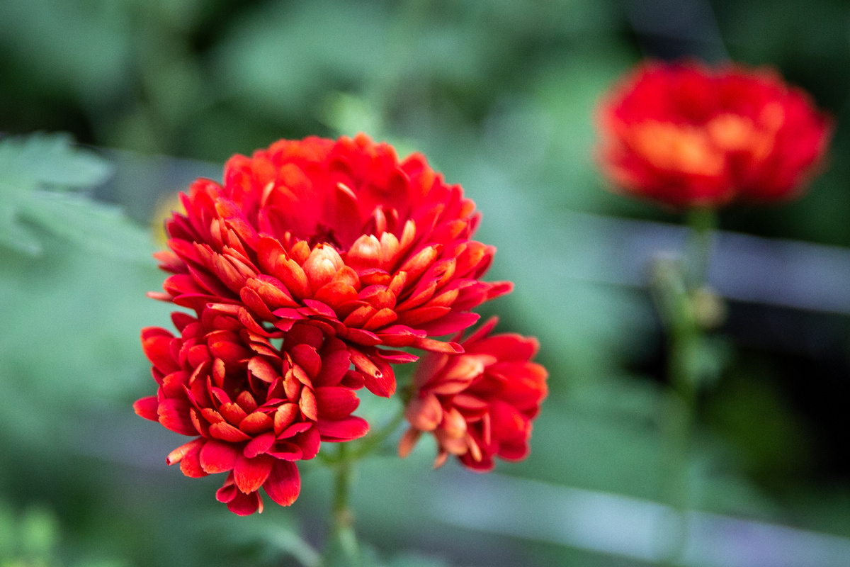 Хризантема Красное знамя. Фото: ГМЗ «Царское Село», Святослав Новиков