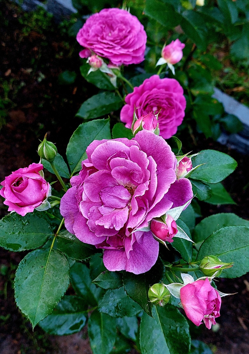 Ёр Бьюти. Ч/г роза