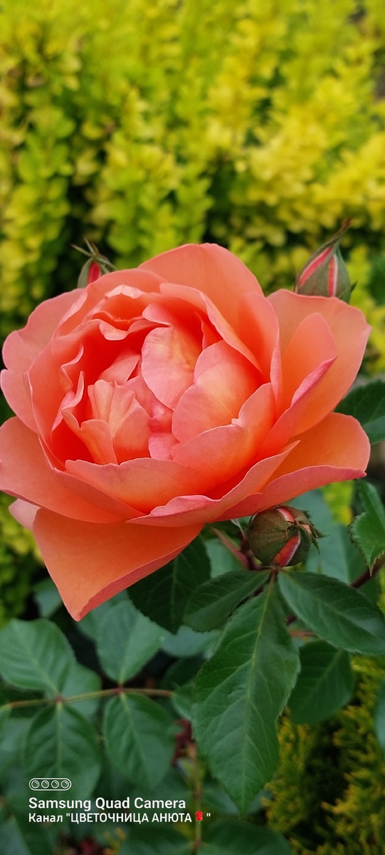 Пэт Остин. "Остинка"