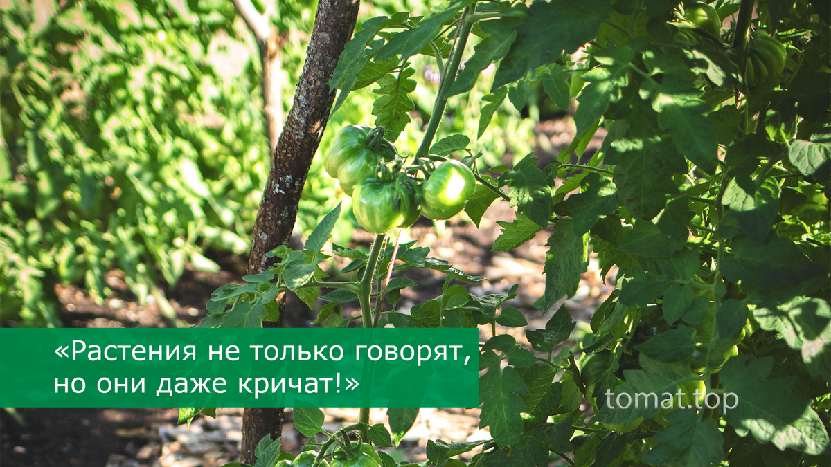 томаты
