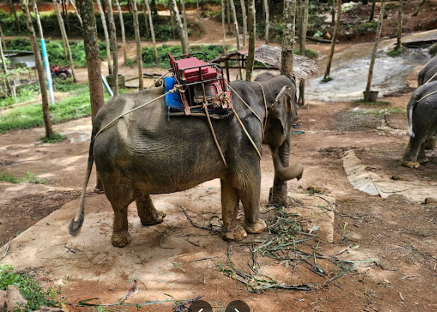 Фото из одного из таких питомников, без слез на этого слоника не взглянешь 😥