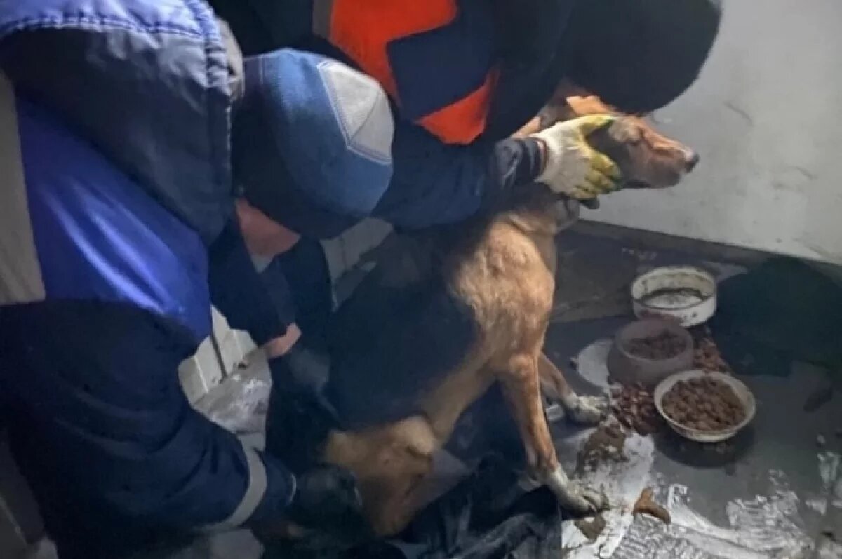    Белгородский приют для животных в Строителе пострадал при атаке БПЛА