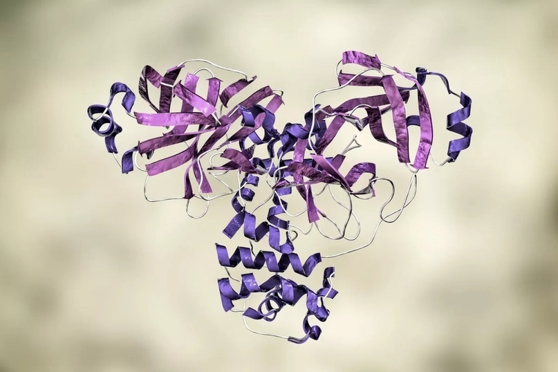 Протеазы ферменты