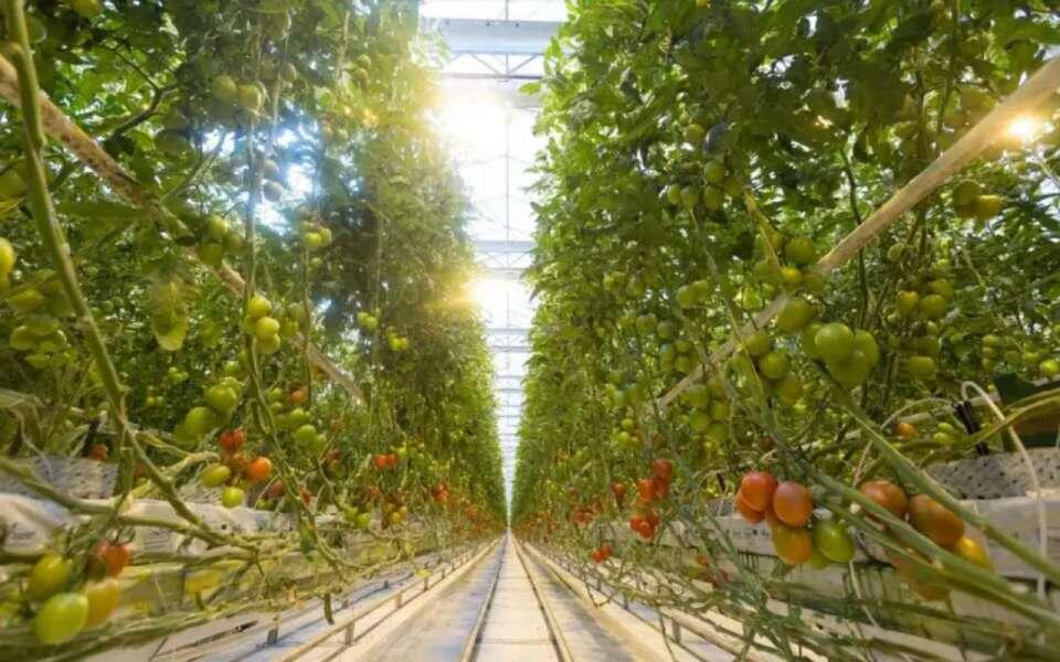    Липецкие «Овощи Черноземья» собираются оплатить 33 млн рублей пени до конца года с сайта «Эко-культуры»