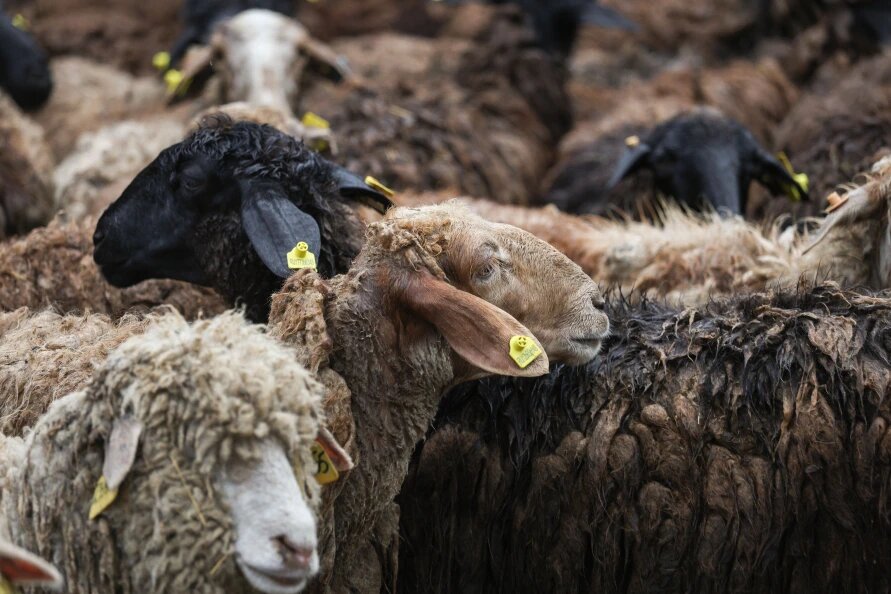    © Andrey Titov/Globallookpress