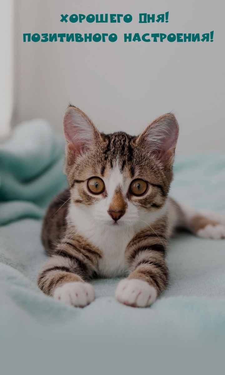 Фото из сети Интернет