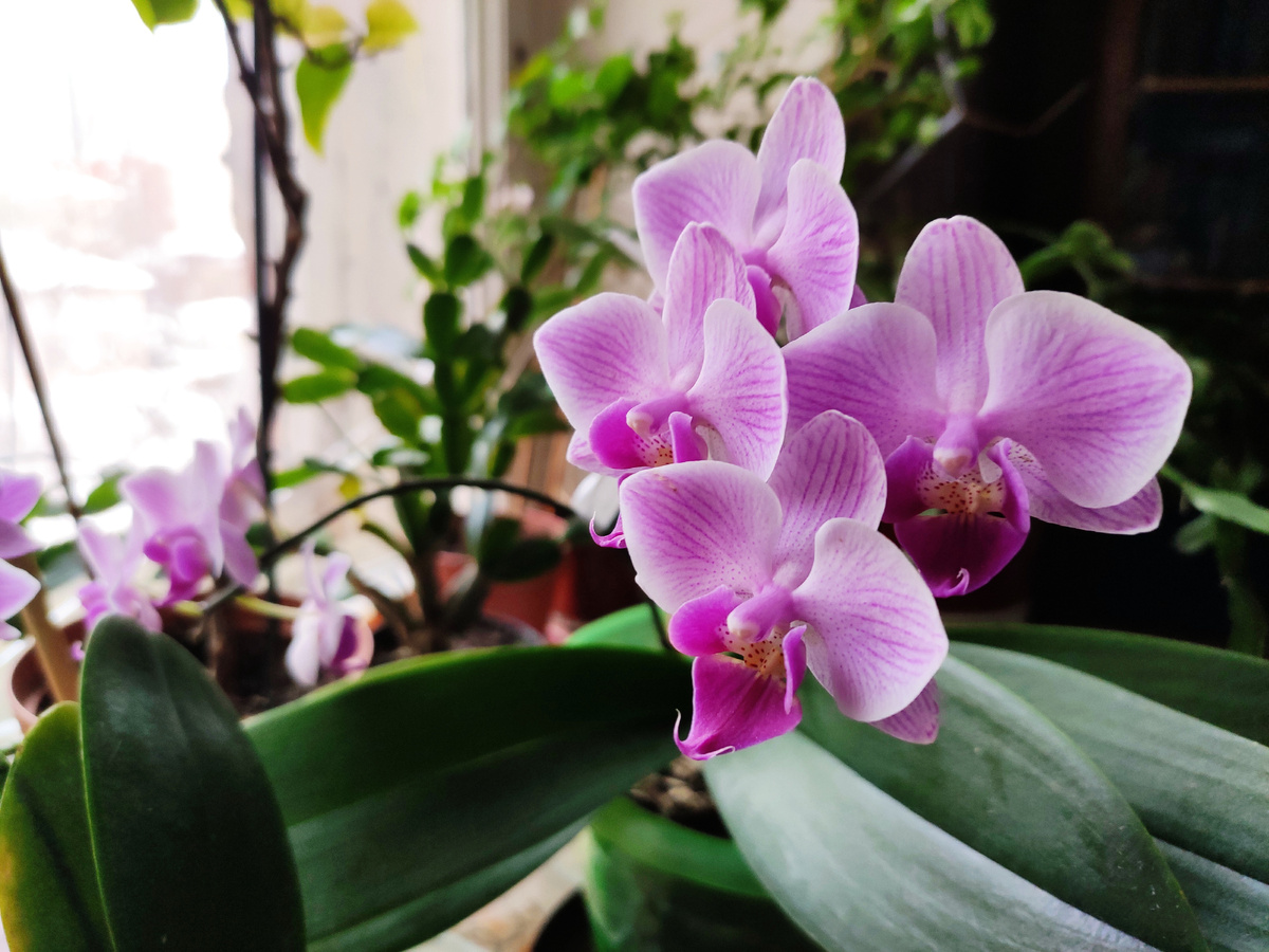 часто от нее страдают орхидеи