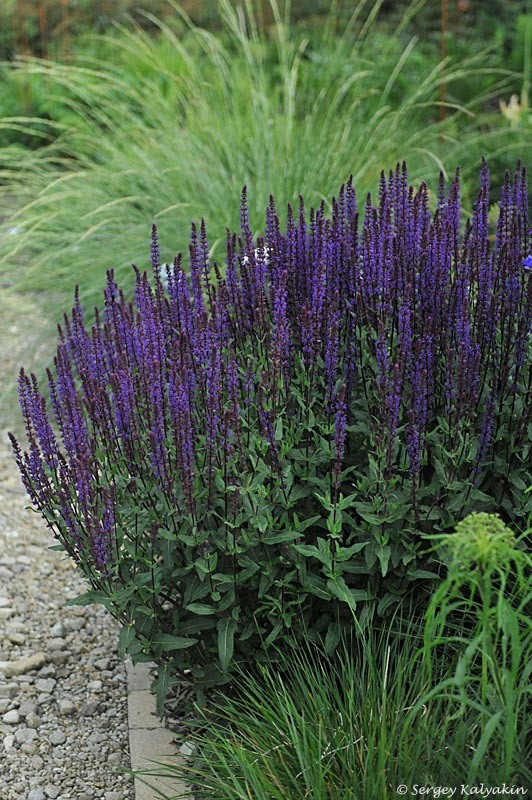 2. Шалфей 'Caradonna'
