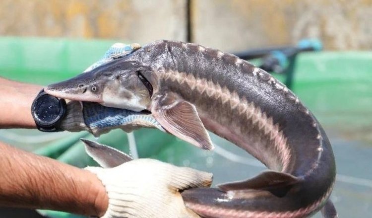    Какой осетр хорош для аквакультуры