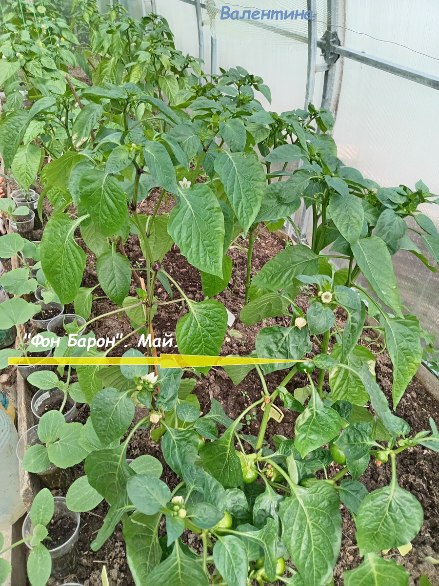 Как видите, по сравнению с другими сортами, "Фон Барон" невысок.