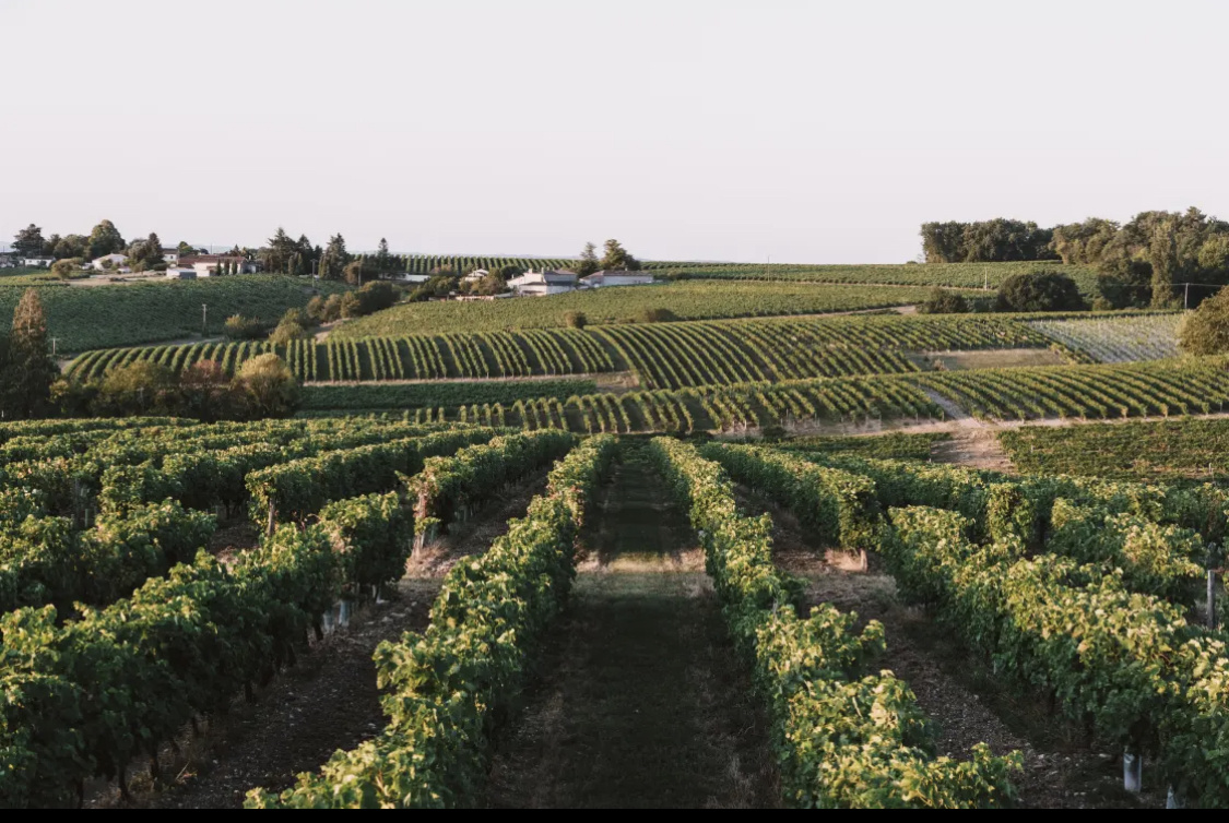 виноградники в Grande Champagne 