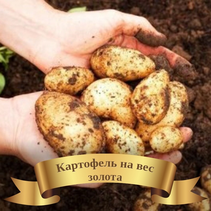 Картошка по цене мяса