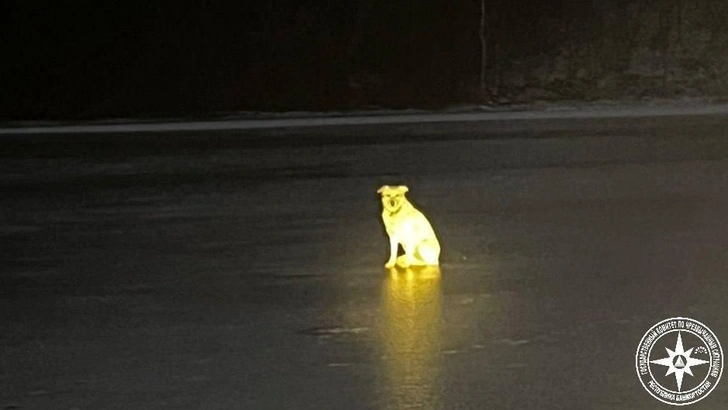 Преданная собака не уходит с места трагедии. Ее уже прозвали Башкирским Хатико. Фото: www.ntv.ru  