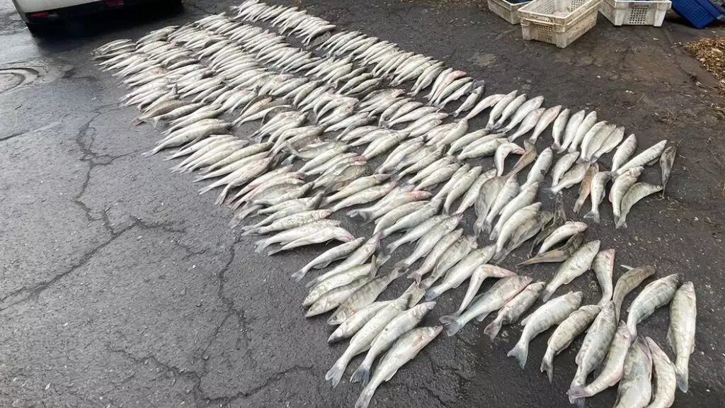     Автор: ПУ ФСБ РФ по Ростовской области