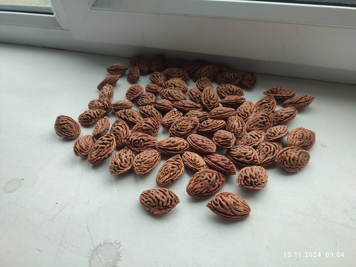 Косточки персика после хранения 