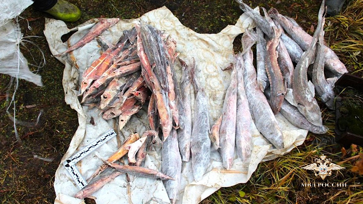    В Югре поймали браконьера, «нарыбачившего» на 11 миллионов рублей