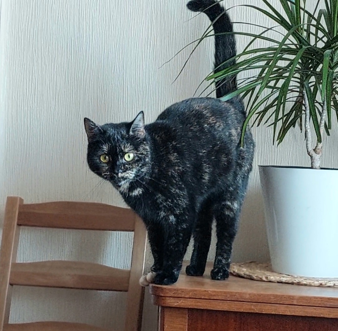 Котейкина и цветок.