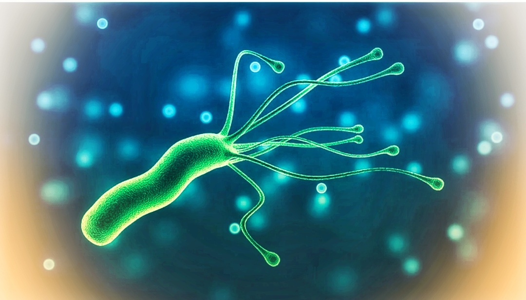50 % членов семей, где люди заражены данной бактерией, являются носителями инфекции
