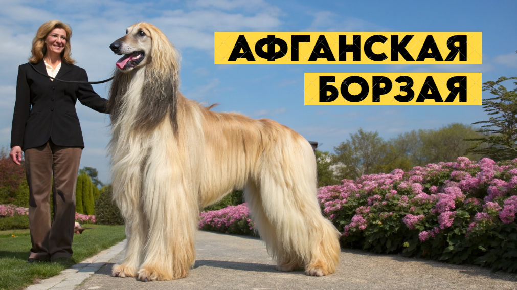 Афганская Борзая: Сказочная красавица с Востока