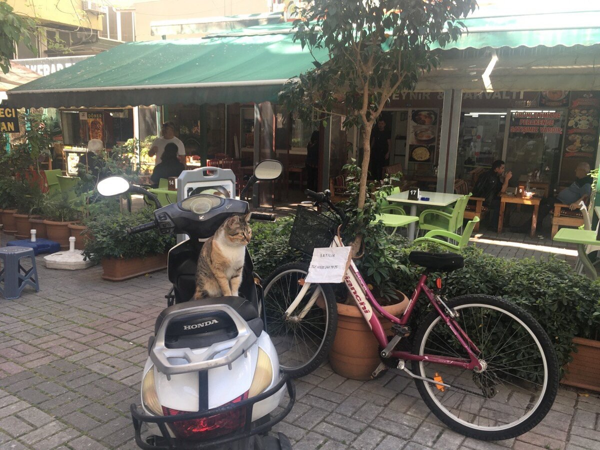 Фото снято автором поста в турецкой Аланье