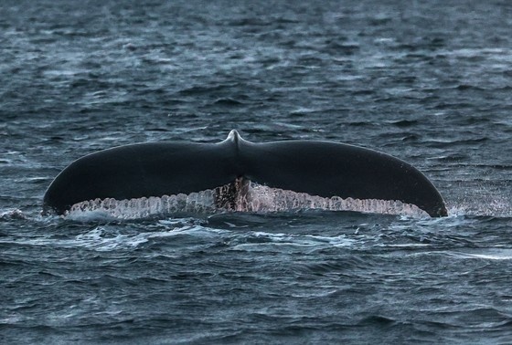    Горбатый кит у побережья Териберки Мурманской области