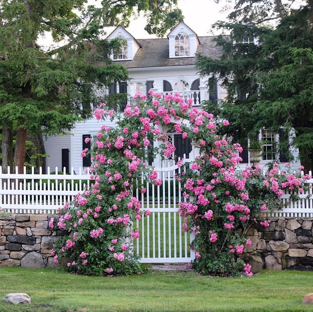  роза Cottage Rose,Коттедж Роуз