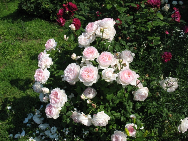 роза  'Sharifa Asma', Шарифа Асма, Austin Великобритания, 1989