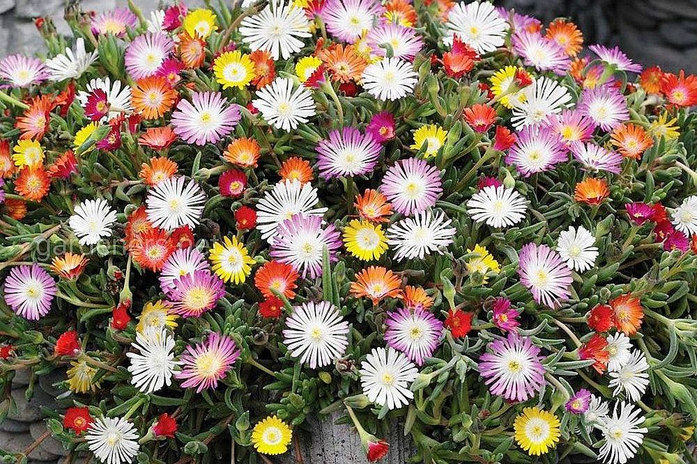 делосперма Купера "Звездная пыль"