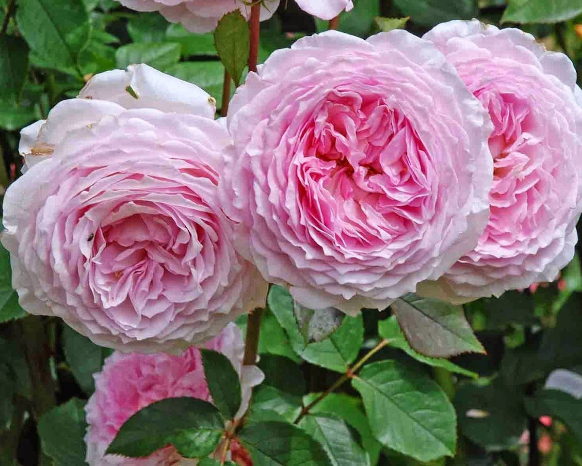 james galway (Джеймс Гэлвей)