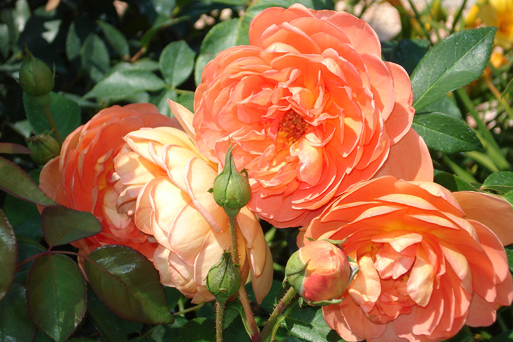 «Pat Austin» Пэт Остин, из свободного доступа