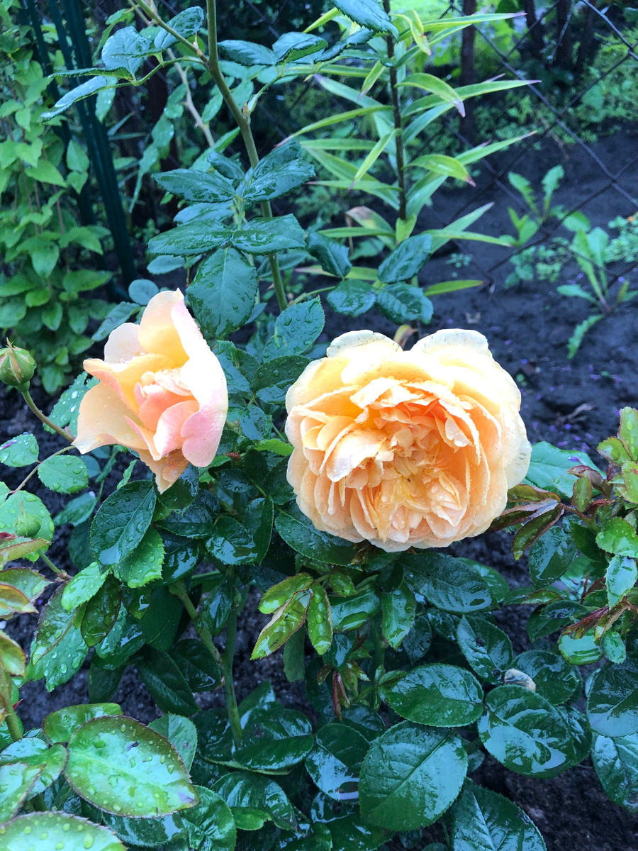 голден Селебрейшн, фото автора.