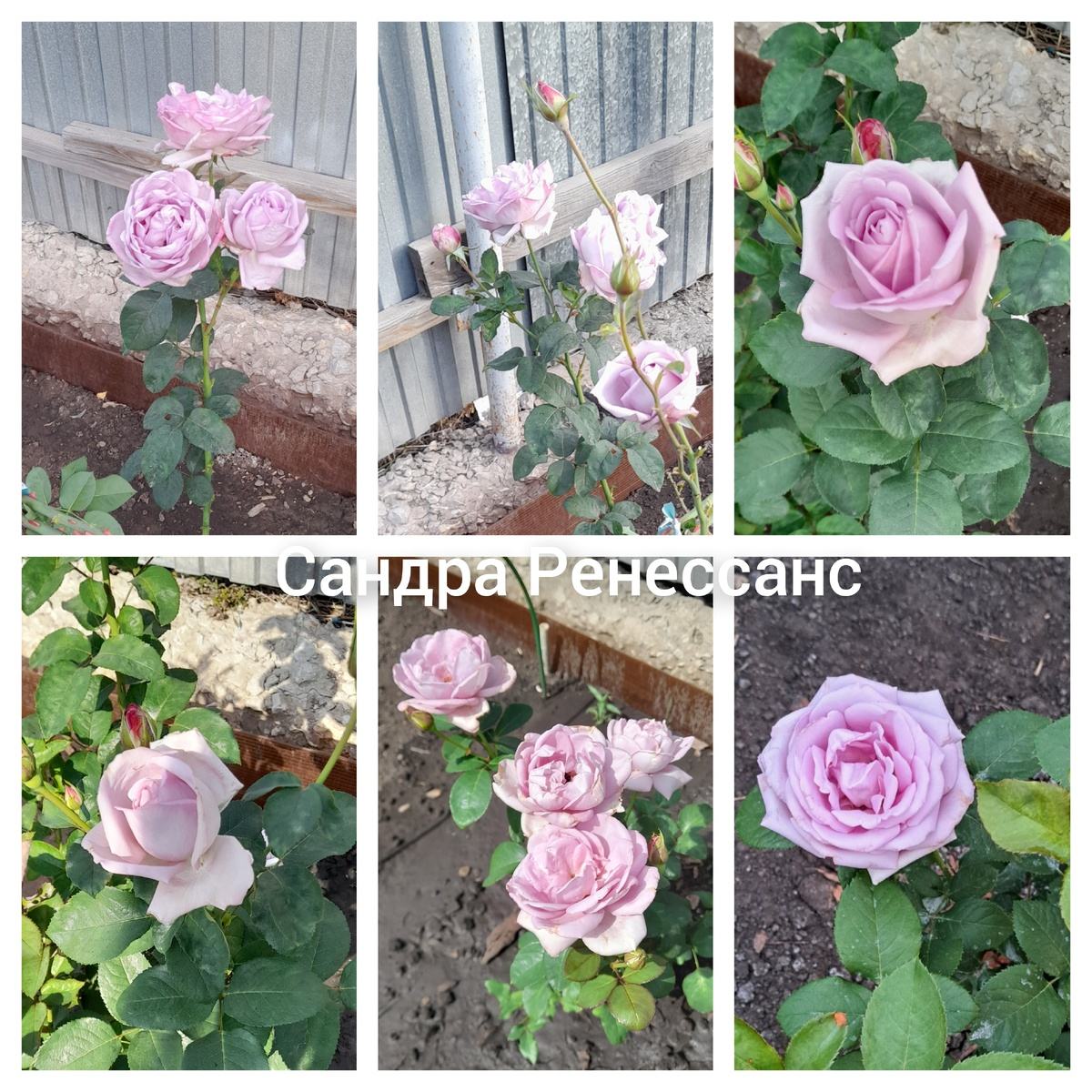 шраб, коллаж Нины