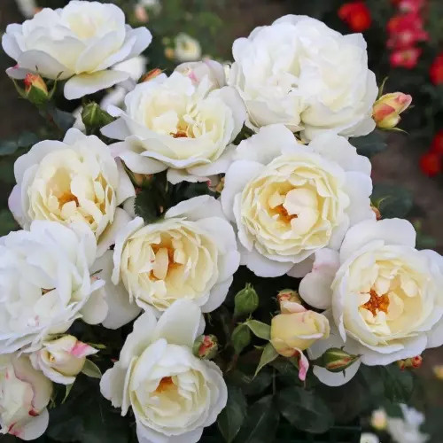 роза Вайс Вольке (Weisse Wolke)