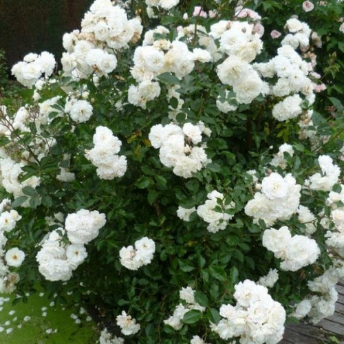 роза Вайс Вольке (Weisse Wolke)