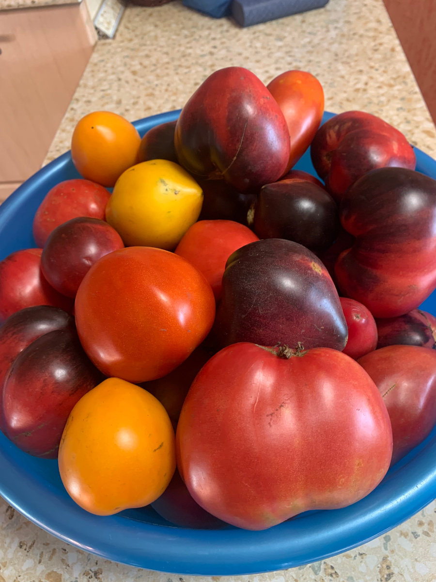 томаты, фото автора