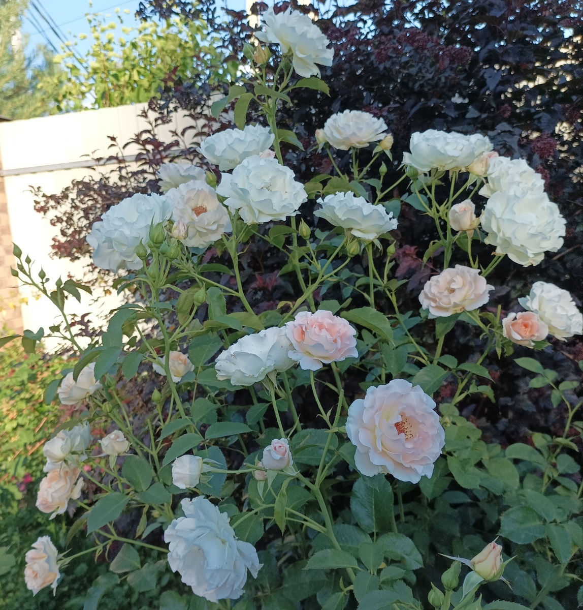 роза Рококо, фото Татьяны