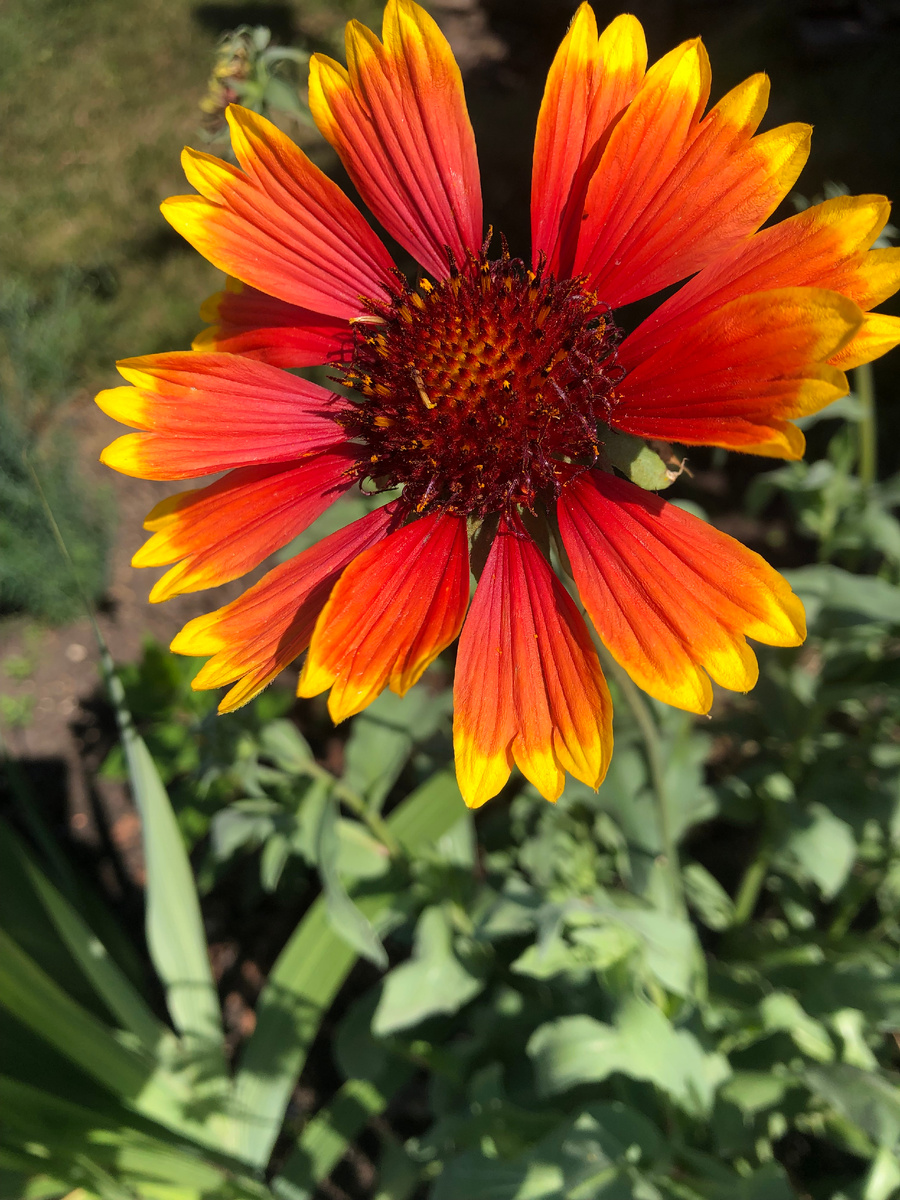 гелениум, фото автора