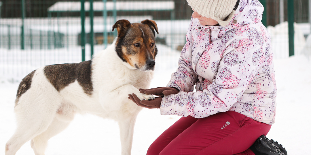 Позвольте представить вам Чиваса — добрую и заботливую собаку-компаньона