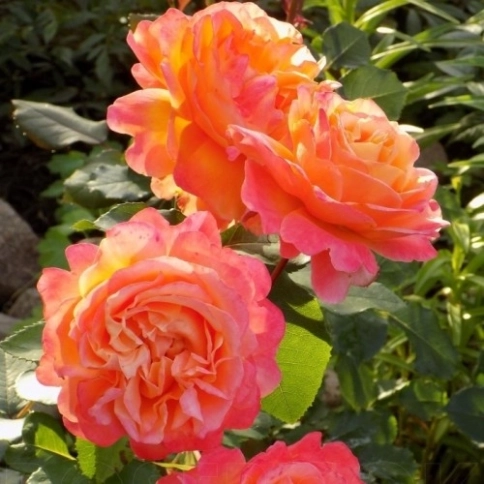 Frenesie, роза Френези