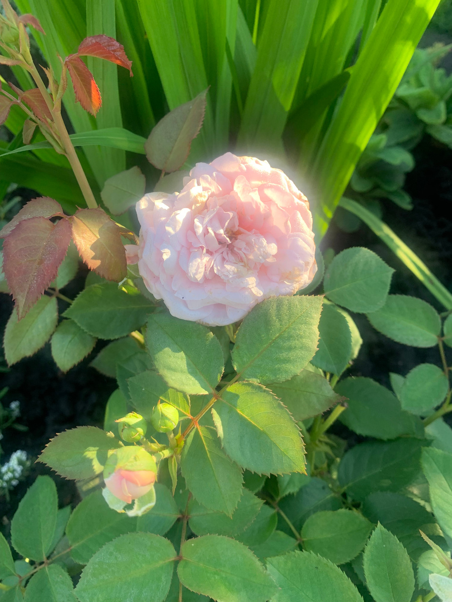 роза Оливия Роуз, фото автора.