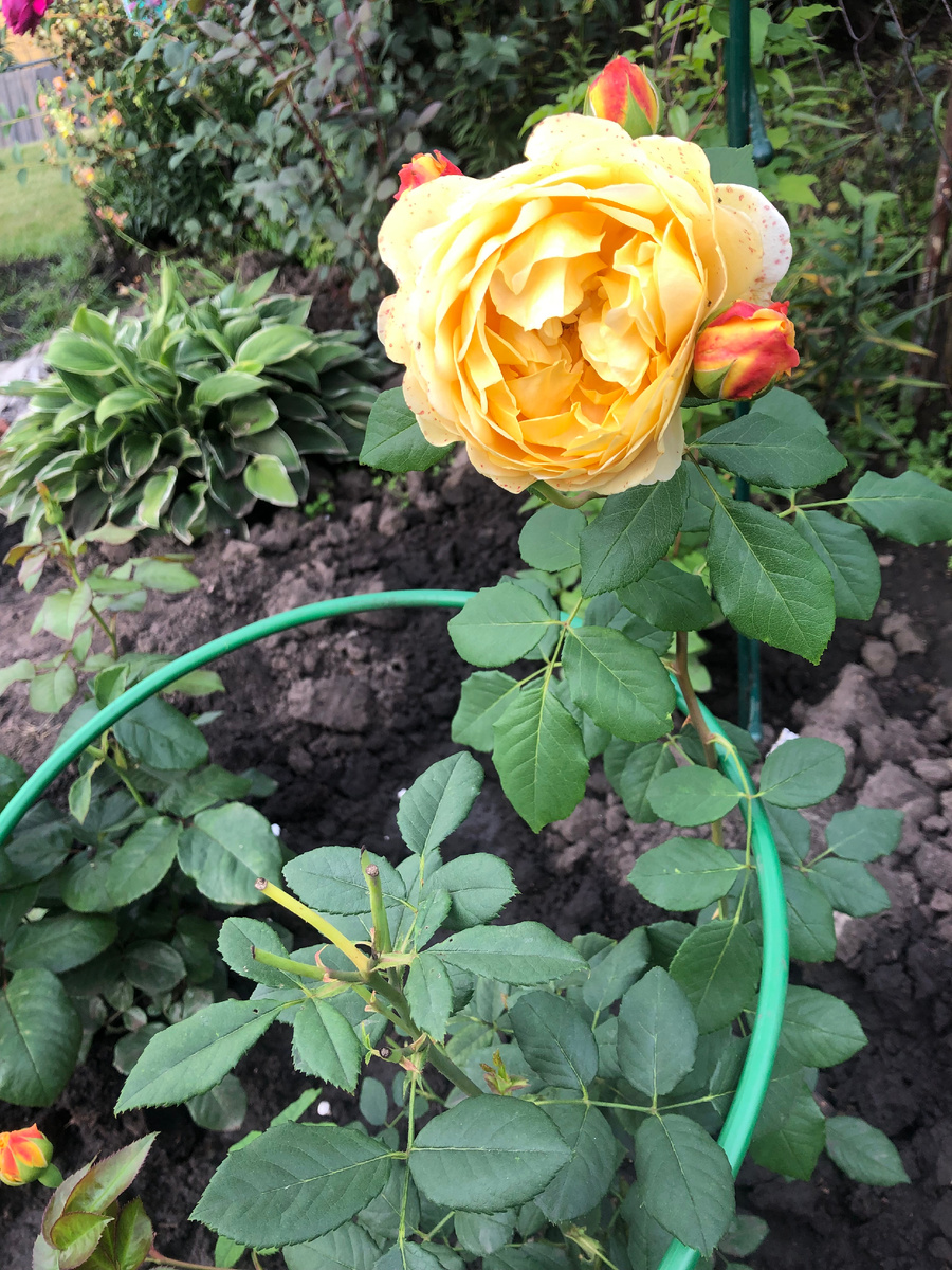 роза Голден Селебрейшн, фото автора