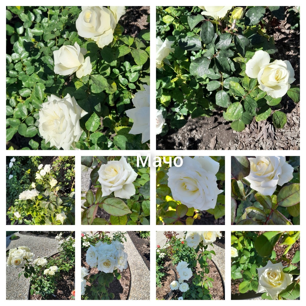 коллаж Нины