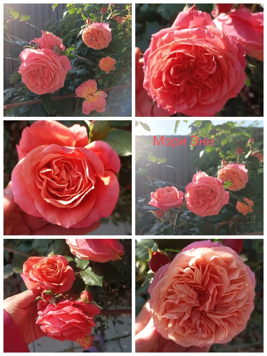 коллаж Татьяны