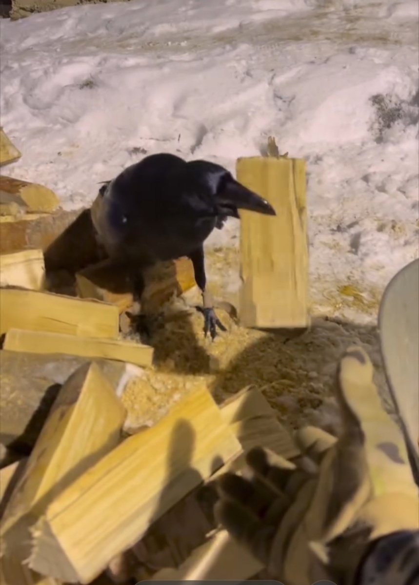 Ворон помогает при колке дров. 