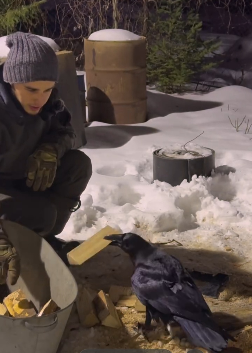 Ворон помогает при колке дров. 